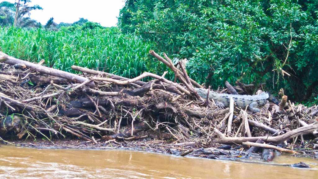 Crocodile in the Tortuguero National Park in Costa Rica