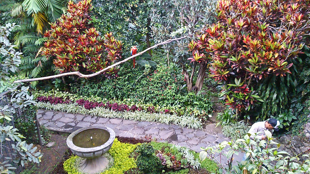 More amazing gardens at the Hotel Atitlan with colourful parrot