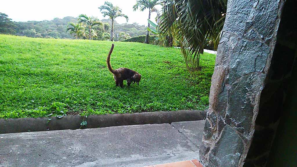 A coati outside the glass doors of our hotel room in El Establo